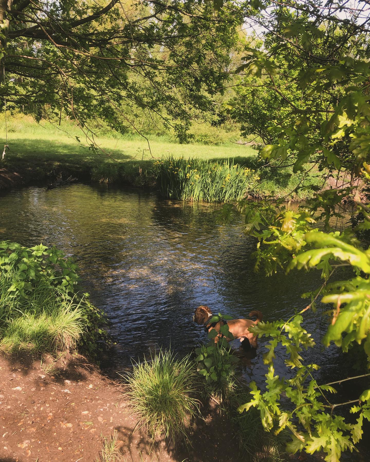 Me and Dexter the #spaniel enjoying a perfect birthday walk! #birthdaytwins 😍