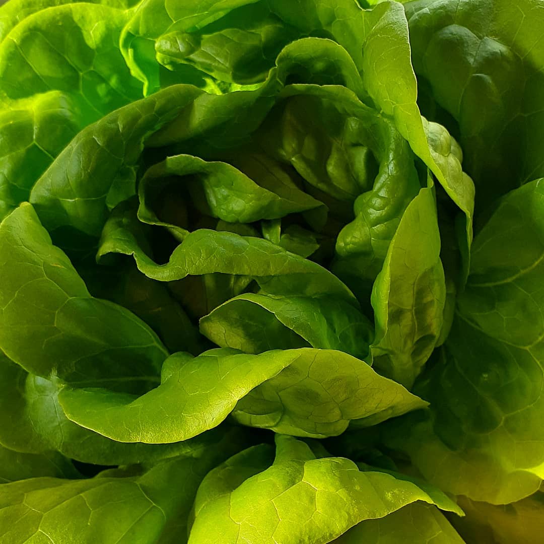 Well hello handsome!
Wellington region, get your Waikawa Fresh Butterhead at New World or PaknSave
#sprayfreeproduce #waikawafresh #paknsave #newworldnz