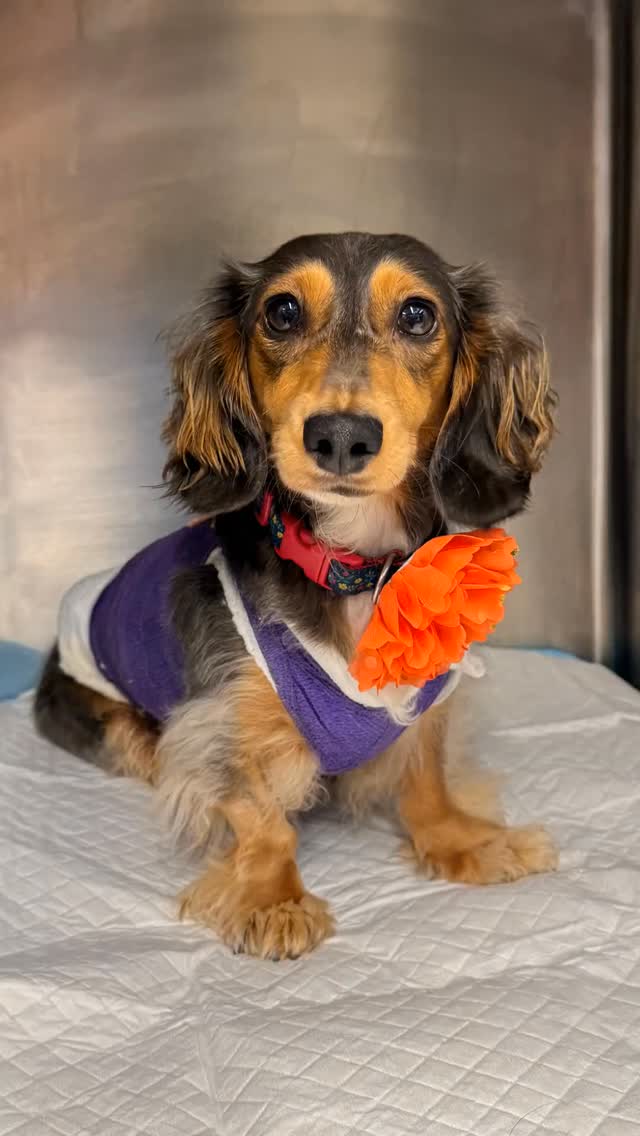 Meet Mia Joy
Mia Joy, a 1.5-year-old Dachshund, came to us after a car accident left her paralyzed in her hind limbs. With her owner recovering from injuries, our team at The Animal Neurology Center stepped in to provide innovative, compassionate care.
Instead of traditional surgery, we created a custom 3D-printed spinal splint to stabilize her spine and prevent further movement. This cutting-edge technology allowed Mia to heal safely while giving her the best chance for recovery.
Several weeks later, Mia was walking again! Her journey is a powerful reminder of the role technology and personalized care play in saving lives.
Watch Mia’s full recovery story and see how innovation and compassion made all the difference.
#veterinaryneurology #vetmed