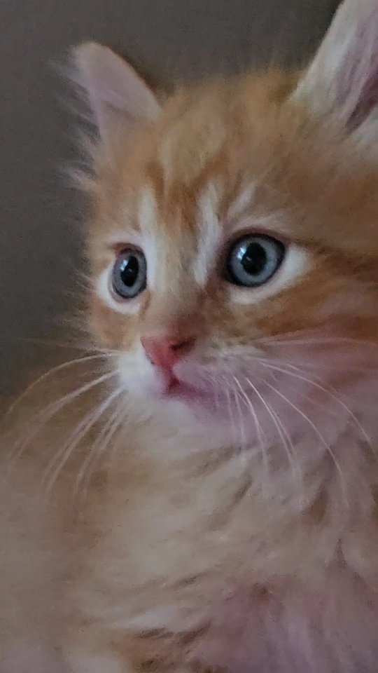 My time with these sweet little babies is coming to an end, and honestly, it never gets easier. Saying goodbye is always the hardest part of fostering—but it’s also a beautiful reminder of why I do it. I feel so lucky to have been a safe, loving stop on their journey.
Milton and Matilda, along with their amazing mama Savanna, will be ready for adoption starting next week (7/16) at @brightsideanimalcenter. Milton is the most chill little guy—always cracking me up with his silly personality. Matilda is fast, wild, and full of energy, constantly zooming around. And Savanna, who is just a year old herself, is the ultimate snuggle bug. She either wants to curl up on your chest or leap onto your back like a backpack full of love.
They’re each going to make incredible companions. If you or someone you know is looking to add a new furry family member, please consider adopting. There are so many animals waiting in shelters for someone to give them a second chance. 💛
#livelifeinbend #realtorkailey #adoptdontshop #fosteringsaveslives #catsofinstagram #kittenseason #adoptme #rescuecat #milton #matilda #savannathecat #centraloregon #bendoregon #fosteringsaveslives #yourlocalexpert #inredmond #inbend #centraloregon #pnw