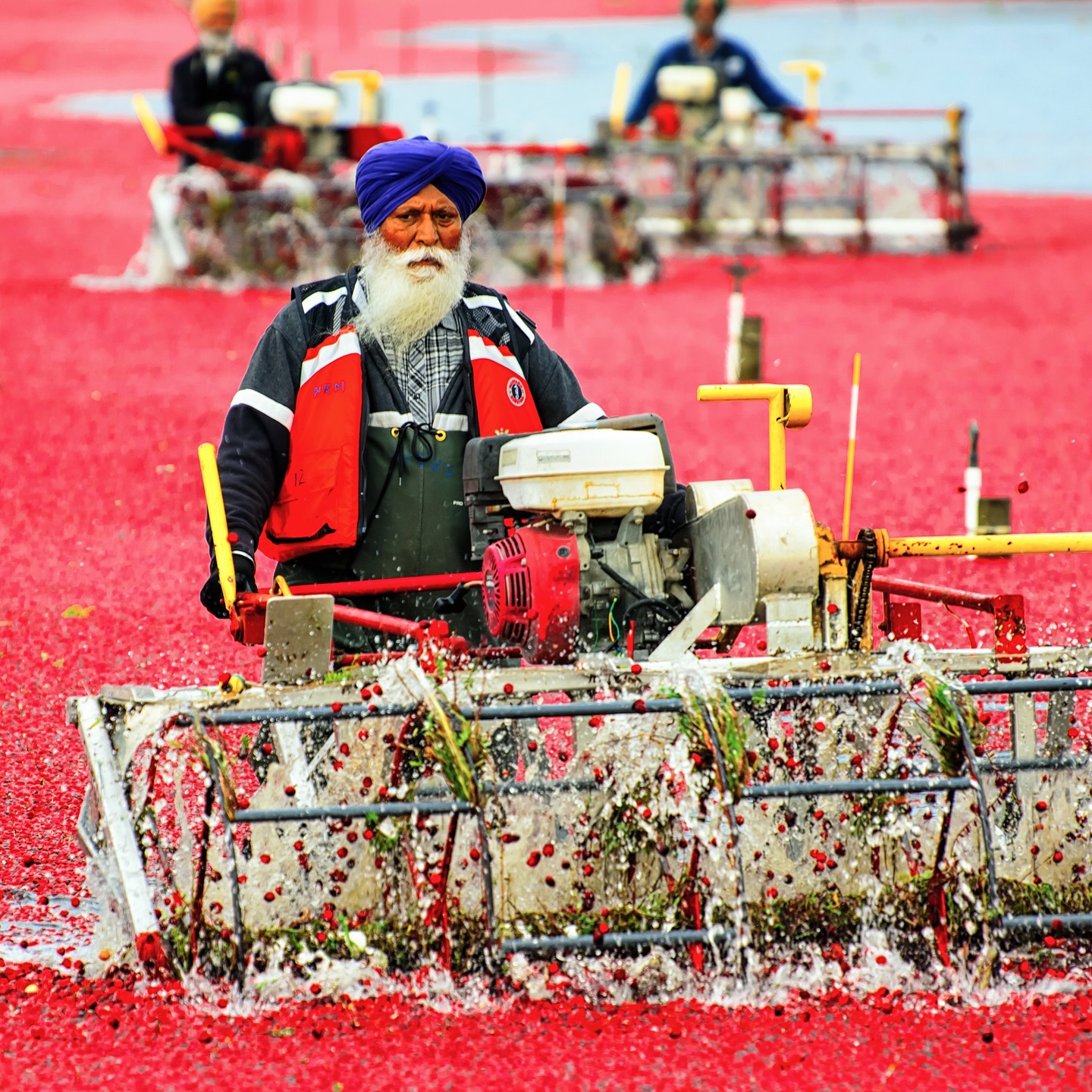 Ever seen a sea of red berries shimmering in flooded fields? Welcome to the surreal spectacle of the cranberry harvest in British Columbia. Workers wade through bogs, booms corral floating berries, and the land transforms into something that feels equal parts nature documentary and dreamscape.
From the fascinating fact that cranberries float because of built-in air chambers, to how these “bounce berries” are corralled and collected — this harvest is wild, vivid, and unforgettable. 🌊🍒
Want to see it for yourself? Check out the full story at the field locations at the link below:
🔗 https://logovo.ca/travel/cranberry-harvest/
📍 If you’re in BC in October–November, be on the lookout — you might just stumble upon your own cranberry ocean.
#CranberryHarvest #BritishColumbia #AutumnMagic #NatureSpectacle #Agriculture #TravelBC #BogLife #canada #beautifulbritishcolumbia
Have you seen a sea of red berries?