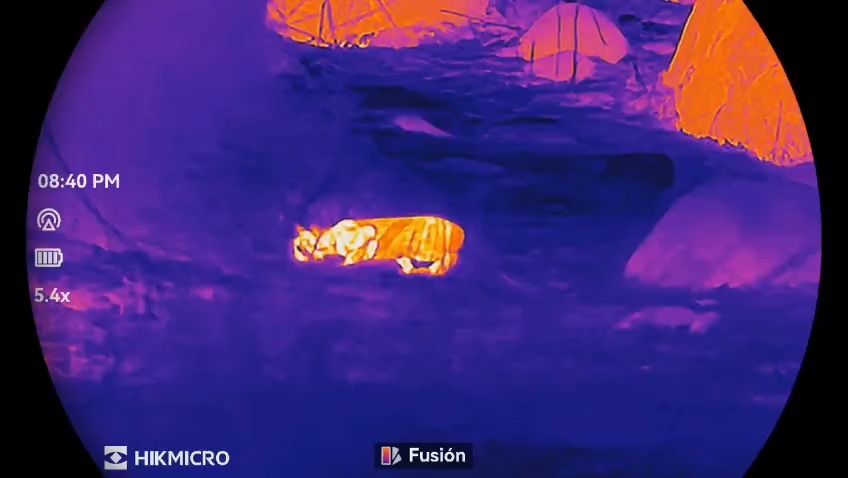 🇬🇧 We know what lynxes do during the day… and now we’re learning what they do at night as well.
Investing in high-quality optical gear is essential to offer our visitors a proper wildlife-watching experience while fully respecting the animals — a non-invasive approach that allows us to observe without disturbing them.
It’s not foolproof —luck is always part of the equation— but the better the equipment, the higher the chances of spotting species, both day and night.
We’re working on new activities and continuously improving the services we provide.
In the meantime, enjoy this young Iberian lynx, still honing its hunting skills so those rabbits don’t get away so easily.
www.lyncisecoturismo.com
lyncisecoturismo@gmail.com
(+34) 603 90 74 35
🇪🇸 Sabemos qué hacen los linces de día… y ahora también de noche.
Invertir en buen material óptico es clave para ofrecer a quienes nos visitan una experiencia de observación de fauna silvestre a la altura y, sobre todo, totalmente respetuosa con los animales: un método no invasivo que nos permite observar sin molestar.
No garantiza el éxito —la suerte siempre juega su papel—, pero cuanto mejores sean los medios, mayores serán las probabilidades de avistar especies, tanto de día como de noche.
Seguimos trabajando en nuevas actividades y mejorando los servicios que ofrecemos.
Mientras tanto, disfrutad de este cachorro de lince ibérico, que aún está perfeccionando sus técnicas de caza para que los conejos no se le escapen.
www.lyncisecoturismo.com
lyncisecoturismo@gmail.com
(+34) 603 90 74 35