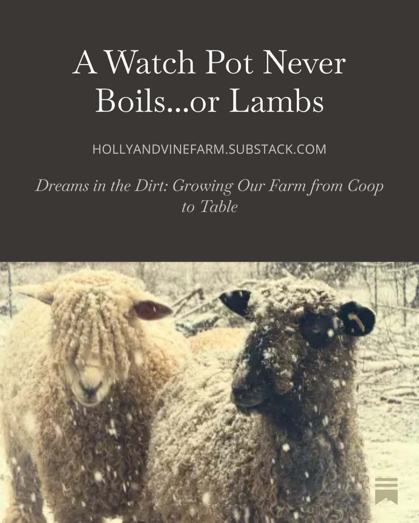I have learned many things in life.
One of them is this: staring at pregnant sheep does not make them lamb faster 🐑⏳
My latest Substack, “A Watch Pot Never Boils… or Lambs: Lessons in Patience, Mother Nature, and Pregnant Sheep,” is about waiting, worrying, and being reminded that nature loves to keep me on my toes.
If you’ve ever tried to rush something that absolutely refused to be rushed, this one’s for you.
🔗 in Bio
#lambing #sheepfarming #nyfarm