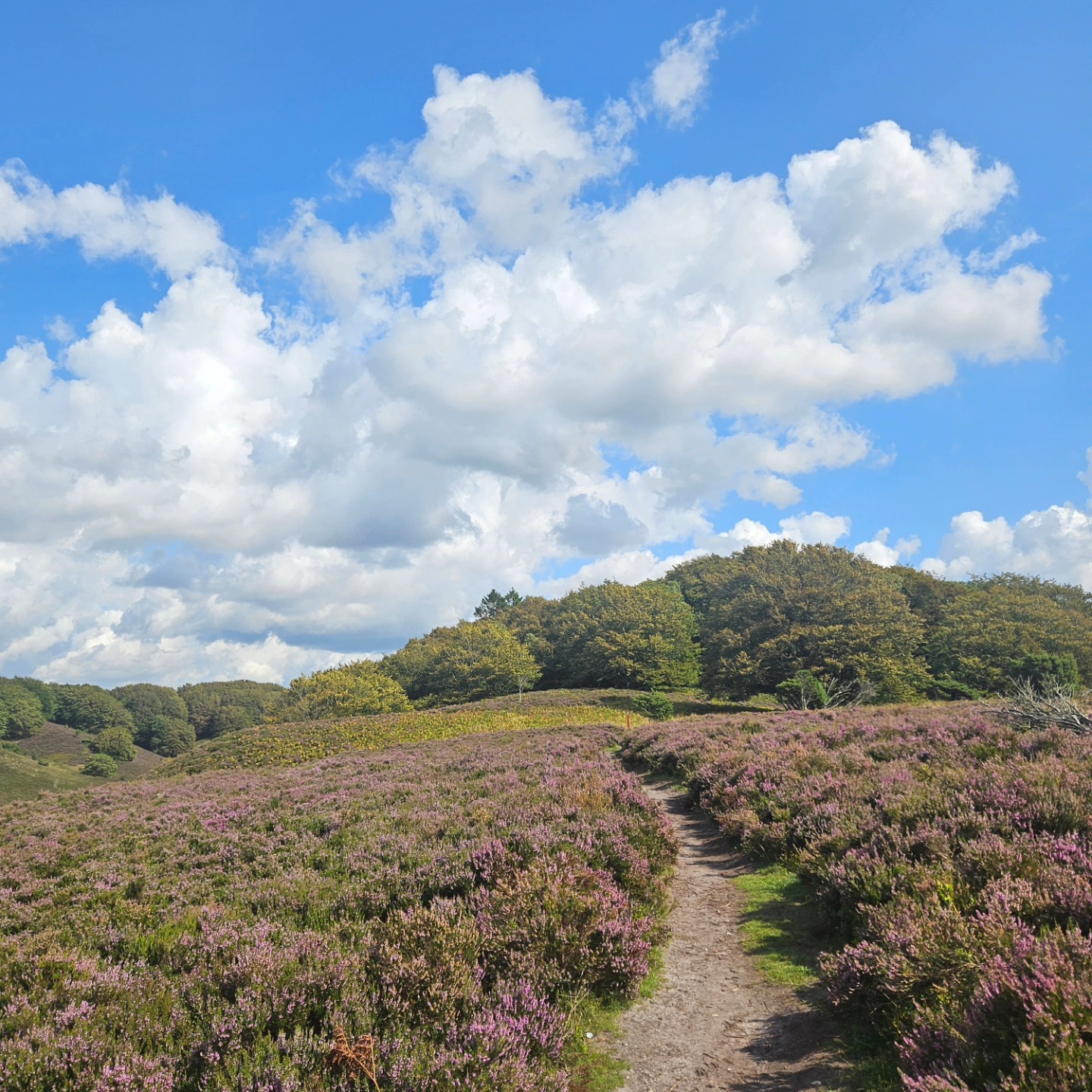 Dreamy Denmark ๐ฉ๐ฐ
There's something special about a country that has it all! Check out our newest blog post for ideas to include on YOUR most epic trip through Denmark.
โ๏ธ Great food, wine, & beer
โ๏ธ Historic museums and sites
โ๏ธ Hiking through troll forests and heather fields
โ๏ธ Constellation viewing
โ๏ธ Amusement park rides
โ๏ธ Blue water and sandy beaches
โ๏ธ The most delicious pastries
.
.
.
.
#traveltheworld #twogirlsgetaway #girlslovetravel