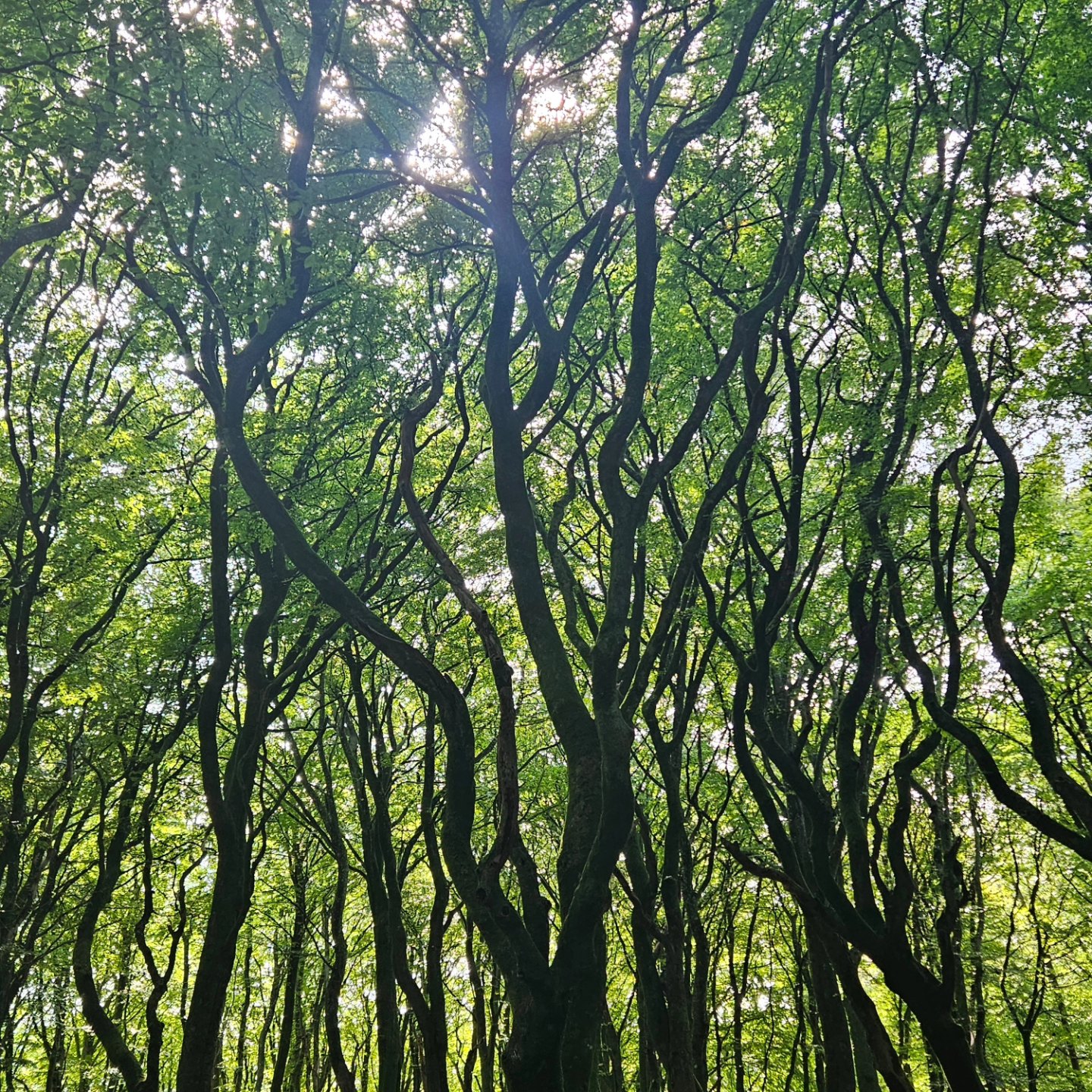 Dreamy Denmark ๐ฉ๐ฐ
There's something special about a country that has it all! Check out our newest blog post for ideas to include on YOUR most epic trip through Denmark.
โ๏ธ Great food, wine, & beer
โ๏ธ Historic museums and sites
โ๏ธ Hiking through troll forests and heather fields
โ๏ธ Constellation viewing
โ๏ธ Amusement park rides
โ๏ธ Blue water and sandy beaches
โ๏ธ The most delicious pastries
.
.
.
.
#traveltheworld #twogirlsgetaway #girlslovetravel